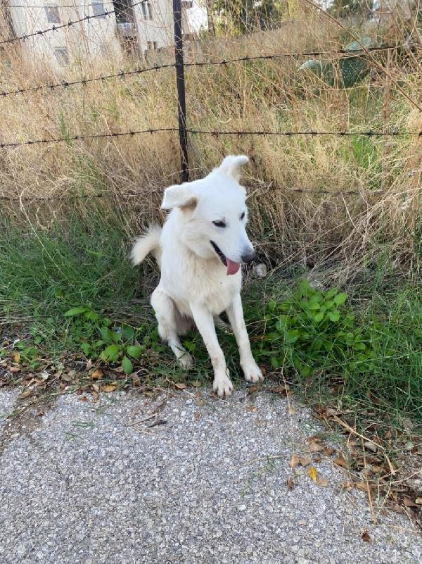 Gucci, un dolcissimo pastore svizzero Foto 4